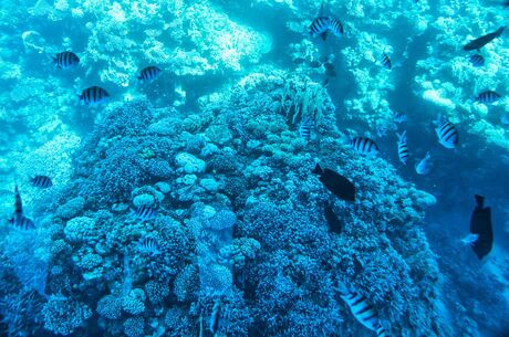 Ankara Çıkışlı Sharm El Sheikh Turu 4 Gece Kahire Şehir Gezisi Dahil