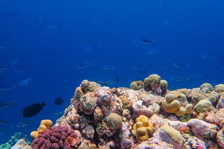 Promosyon Kahire Sharm El Sheikh Turu 4 Gece - Kahire Şehir Gezisi Dahil