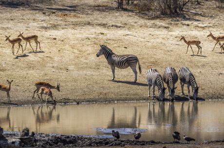 Görkemli Güney Afrika ve Safari 7 Gece - THY ile 23 Mayıs (Kurban Bayramı Özel) (CPT - JNB) AT1123
