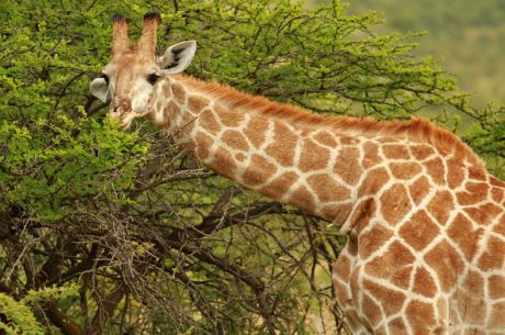 Görkemli Güney Afrika ve Safari 7 Gece - THY ile 23 Mayıs (Kurban Bayramı Özel) (CPT - JNB) AT1123
