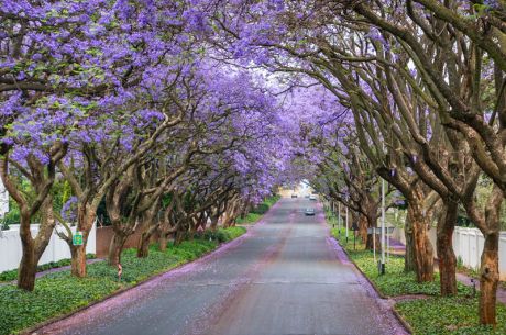 Görkemli Güney Afrika ve Safari 7 Gece - THY ile 23 Mayıs (Kurban Bayramı Özel) (CPT - JNB) AT1123
