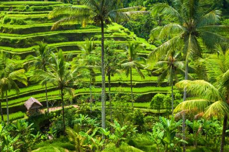 Bali & Ubud Serüveni Turu Türk Hava Yolları ile 6 Gece (DPS-DPS) - Kurban Bayramı 2026 Dönemi