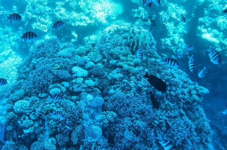 Promosyon Sharm El Sheikh Turu Ajet Havayolları ile 4 Gece Otelden Erken Çıkışlı