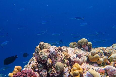 Sharm El Sheikh Turu Türk Havayolları ile 4 Gece Otelden Erken Çıkışlı