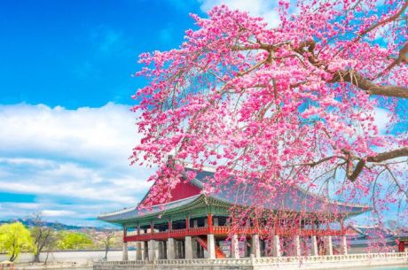 Comfort Japonya Turu Etihad Hava Yolları ile 6 gece Ekstra Turlar Dahil 2026 Dönemi NRT-KIX